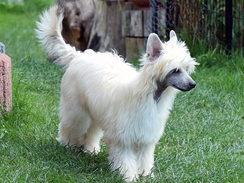 Chinese Crested Dog ~ Powderpuff