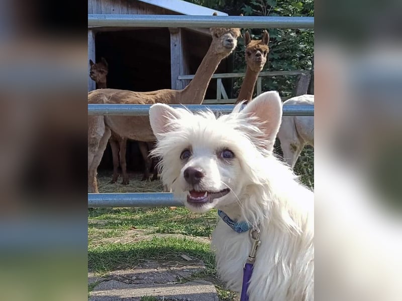 Chinese Crested Dog ~ Powderpuff