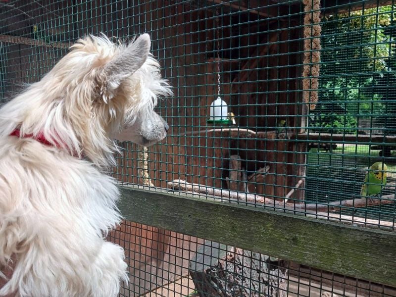 Chinese Crested Dog ~ Powderpuff
