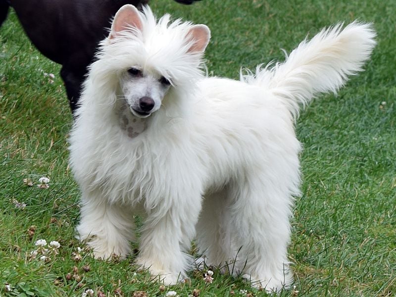 Chinese Crested Dog ~ Powderpuff