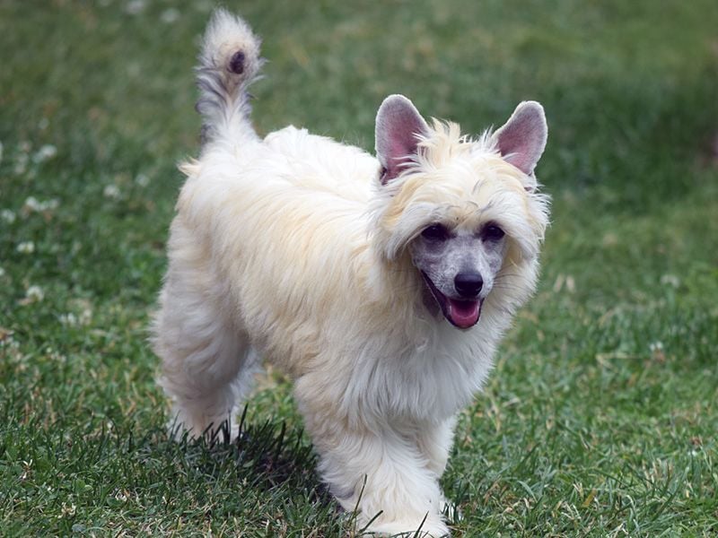 Chinese Crested Dog ~ Powderpuff