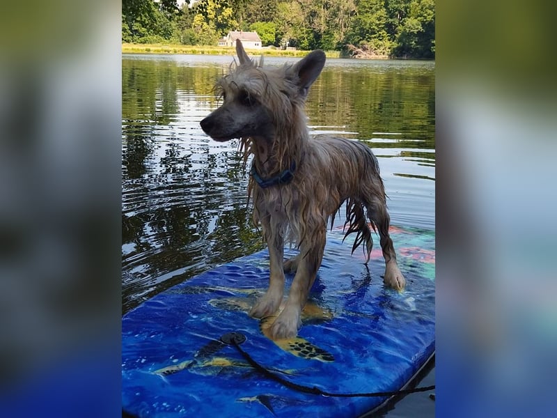 Chinese Crested Dog ~ Powderpuff