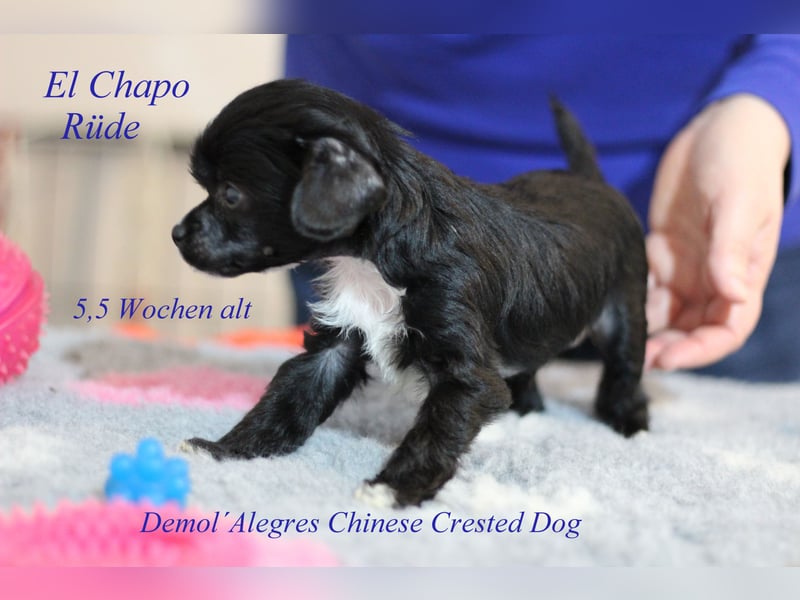 Wunderschöner Chinese  Crested Rüde mit VDH/FCI Papieren