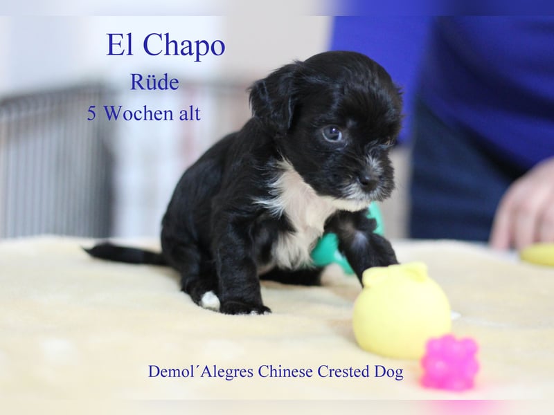 Wunderschöner Chinese  Crested Rüde mit VDH/FCI Papieren