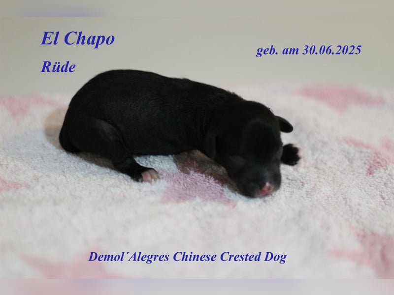Wunderschöner Chinese  Crested Rüde mit VDH/FCI Papieren
