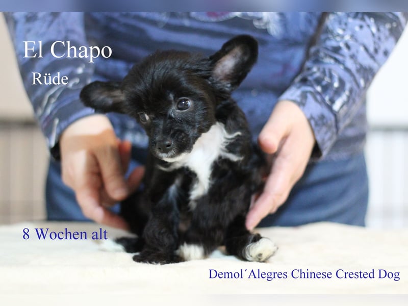 Wunderschöner Chinese  Crested Rüde mit VDH/FCI Papieren