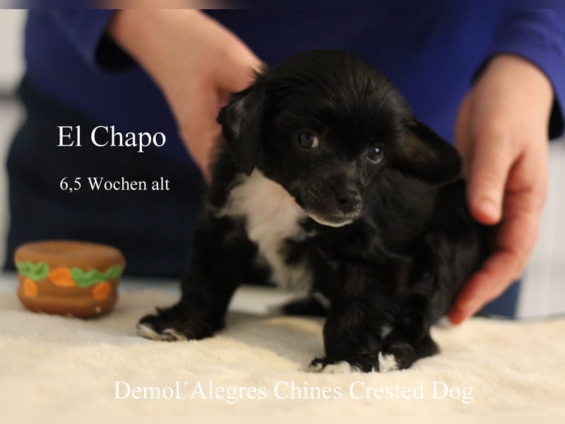 Wunderschöner Chinese  Crested Rüde mit VDH/FCI Papieren