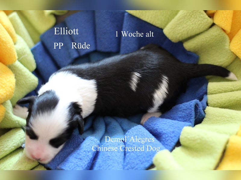 Chinese  Crested Powderpuff Rüde mit VDH/FCI Papieren