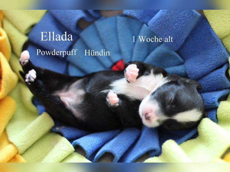 Chinese  Crested Powderpuff Rüde mit VDH/FCI Papieren