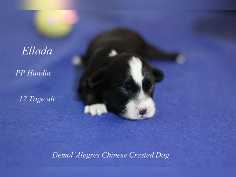 Chinese  Crested Powderpuff Rüde mit VDH/FCI Papieren