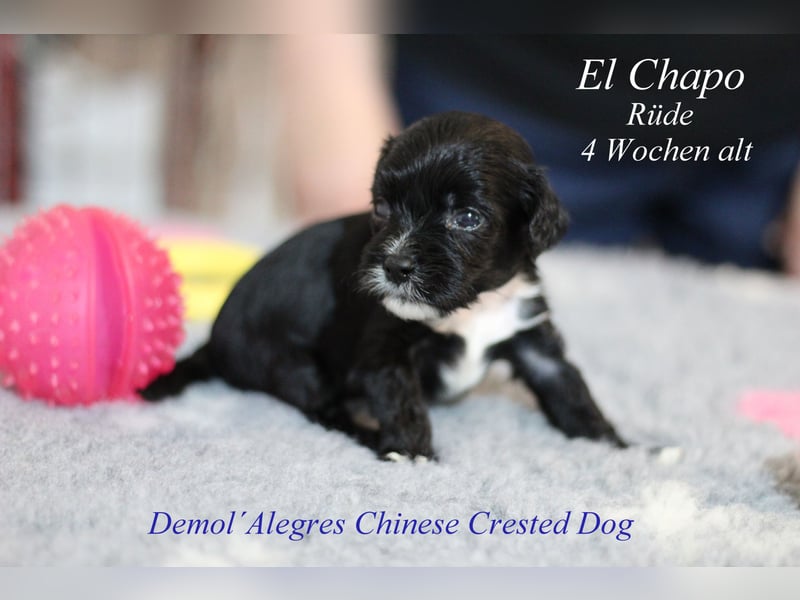 Wunderschöner Chinese  Crested Rüde mit VDH/FCI Papieren
