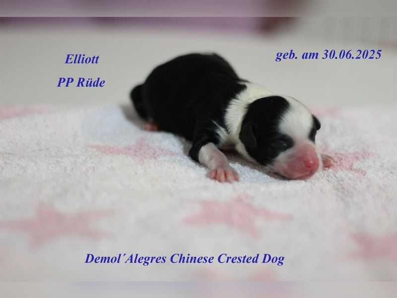 Chinese  Crested Powderpuff Rüde mit VDH/FCI Papieren