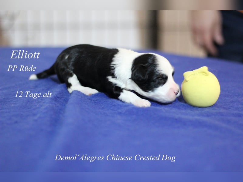 Chinese  Crested Powderpuff Rüde mit VDH/FCI Papieren