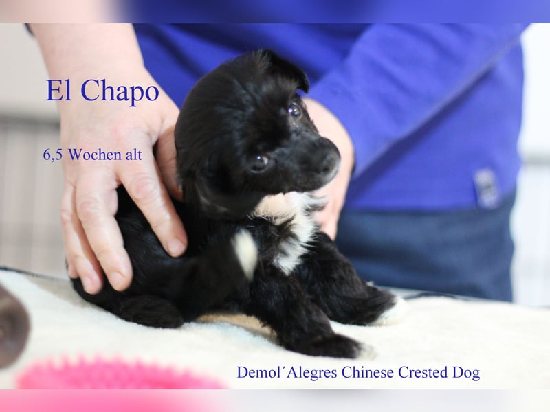 Wunderschöner Chinese  Crested Rüde mit VDH/FCI Papieren