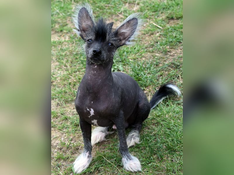 ~Zauberhafte Kuschelprinzen ~hairy hairless~PowderPuff~