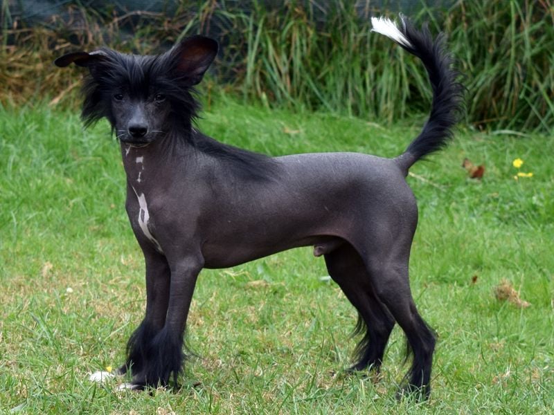 ~Zauberhafte Kuschelprinzen ~hairy hairless~PowderPuff~