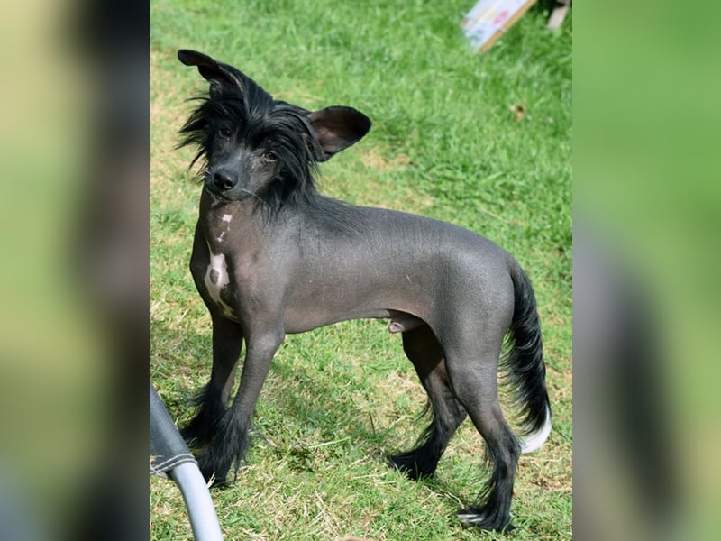 ~Zauberhafte Kuschelprinzen ~hairy hairless~PowderPuff~
