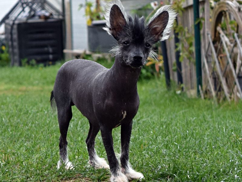 ~Zauberhafte Kuschelprinzen ~hairy hairless~PowderPuff~