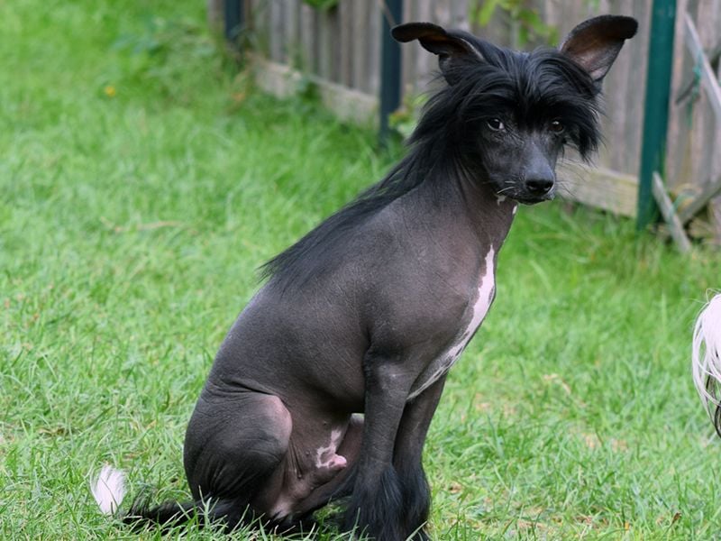 ~Zauberhafte Kuschelprinzen ~hairy hairless~PowderPuff~