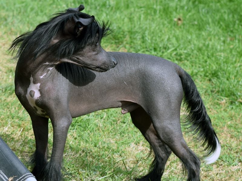 ~Zauberhafte Kuschelprinzen ~hairy hairless~PowderPuff~