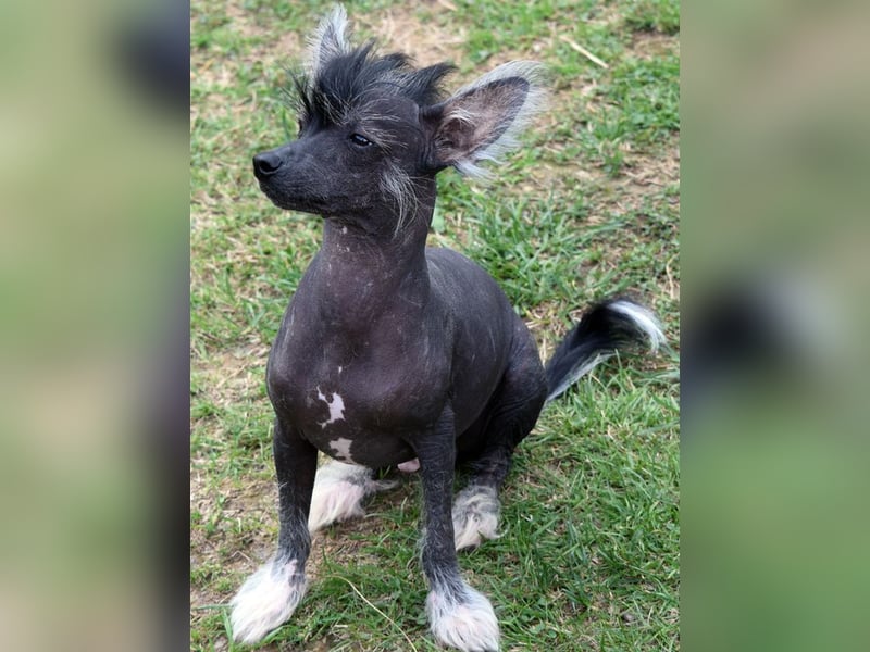 ~Zauberhafte Kuschelprinzen ~hairy hairless~PowderPuff~