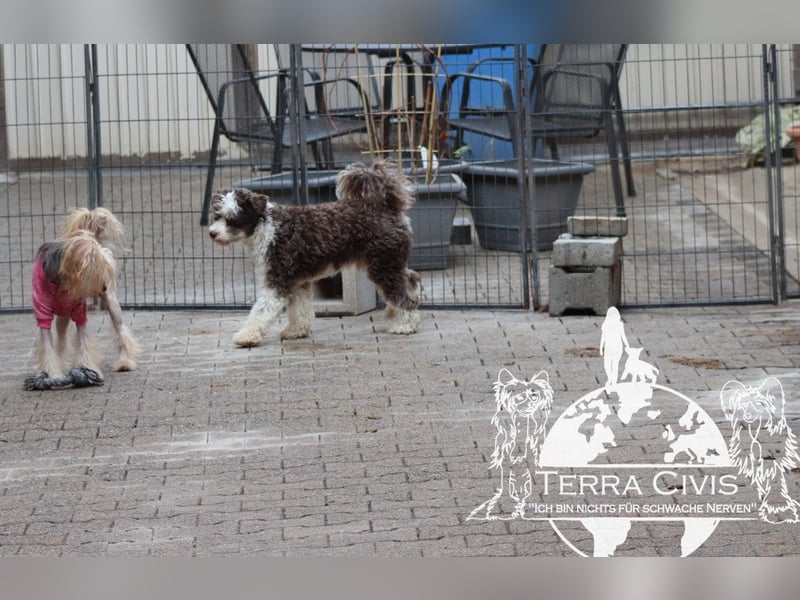 El Amor in Terra Civis – Powderpuff-Rüde mit Herz und Charakter sucht neues Zuhause mit Hundeerfahr