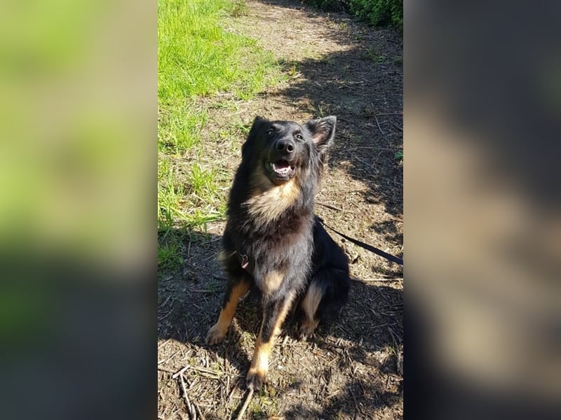 Mischling Cookie sucht liebe Menschen