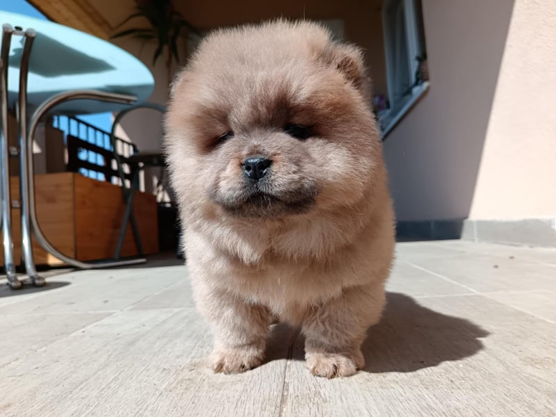 Chow chow puppy