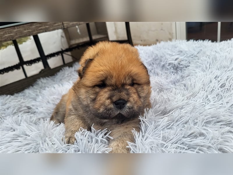 Chow Chow Welpen