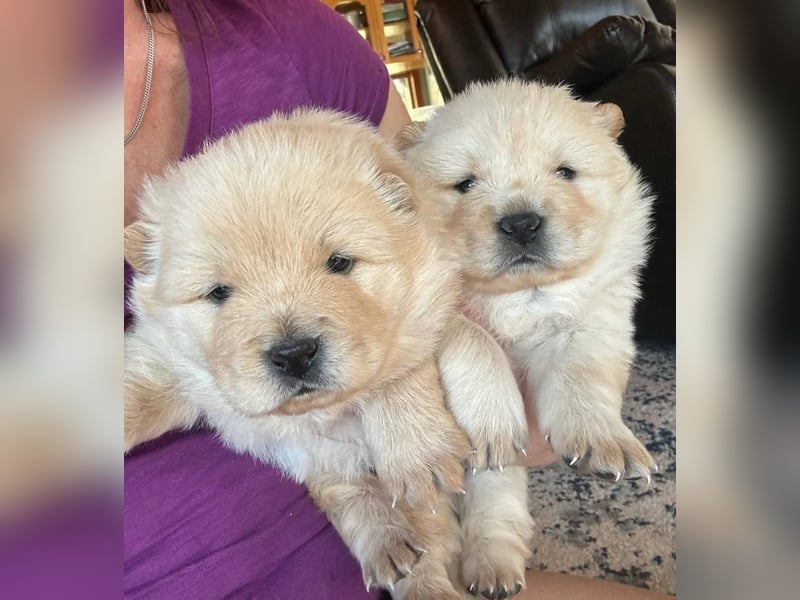 Chow chow welpen