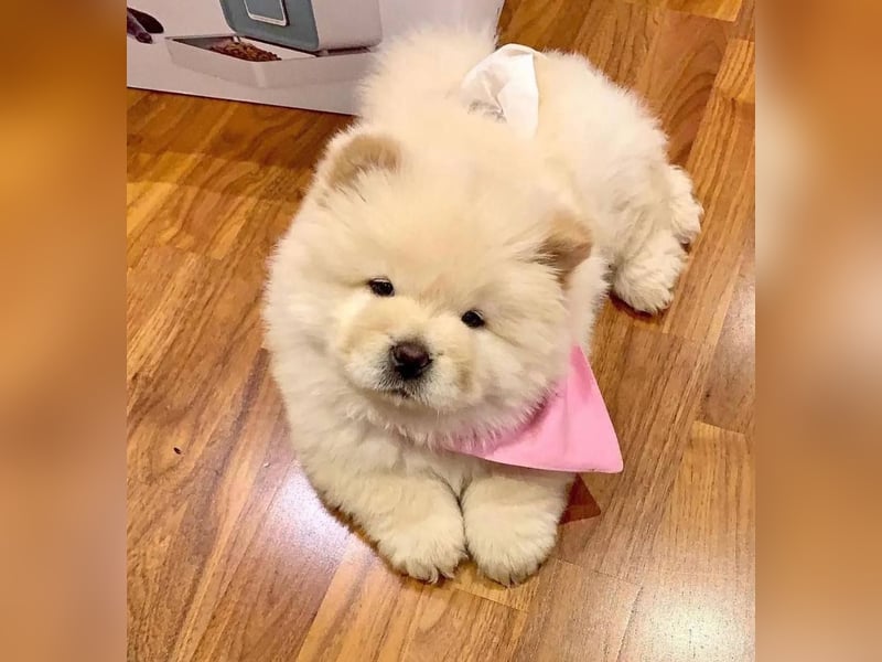 Chow chow welpen