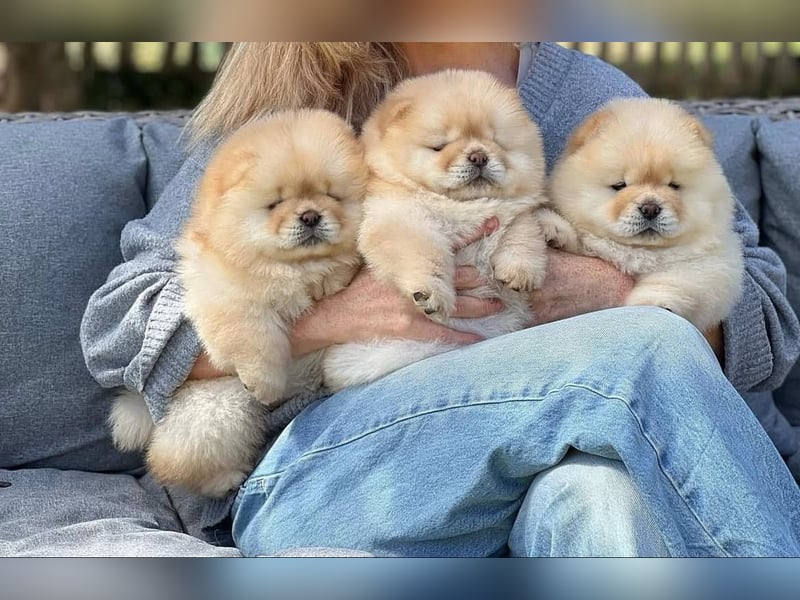 Chow chow welpen