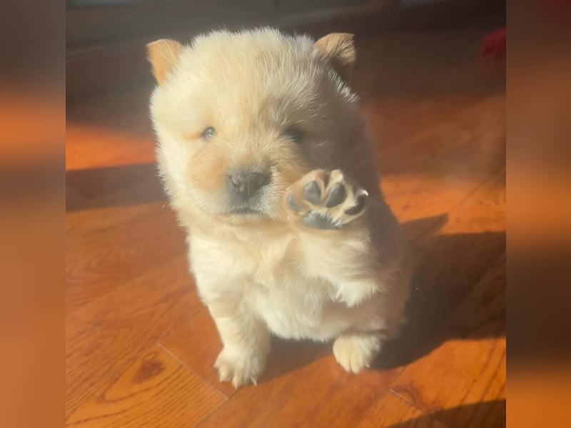 Chow chow welpen