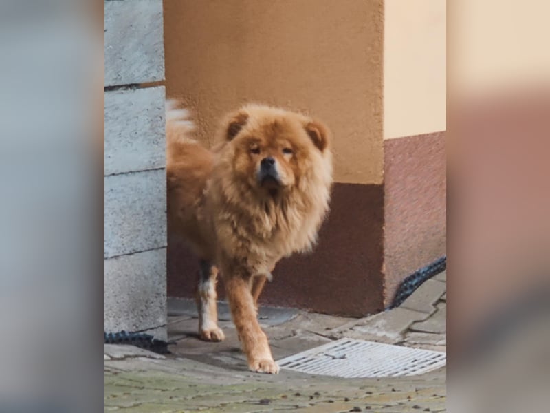 Bella - eine Schönheit sucht ihr Zuhause für immer