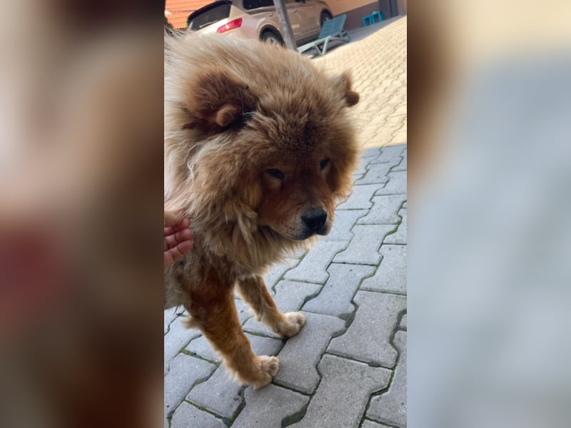 Bella - eine Schönheit sucht ihr Zuhause für immer