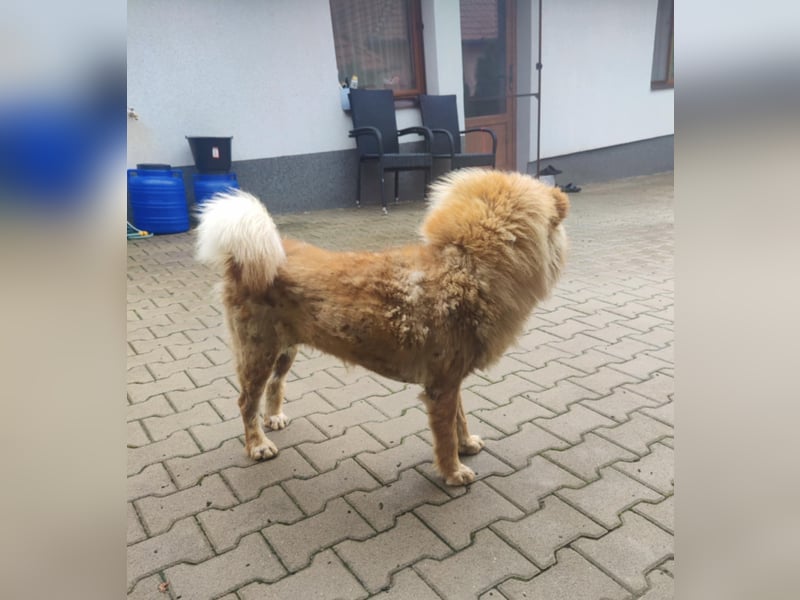 Bella - eine Schönheit sucht ihr Zuhause für immer