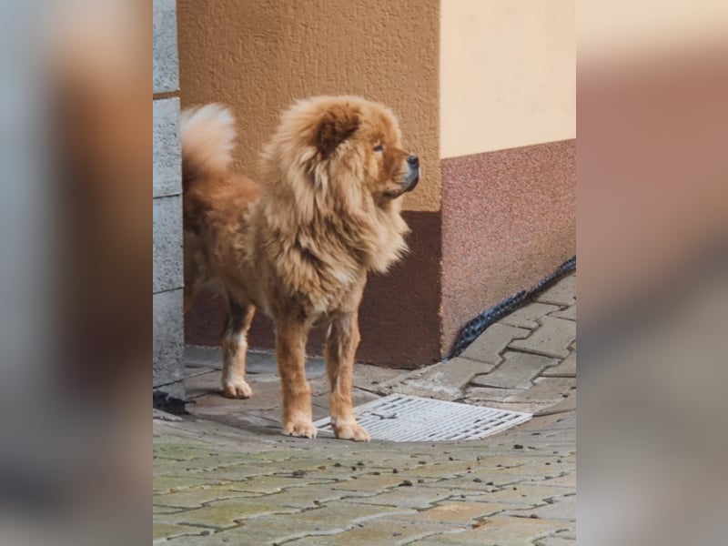 Bella - eine Schönheit sucht ihr Zuhause für immer