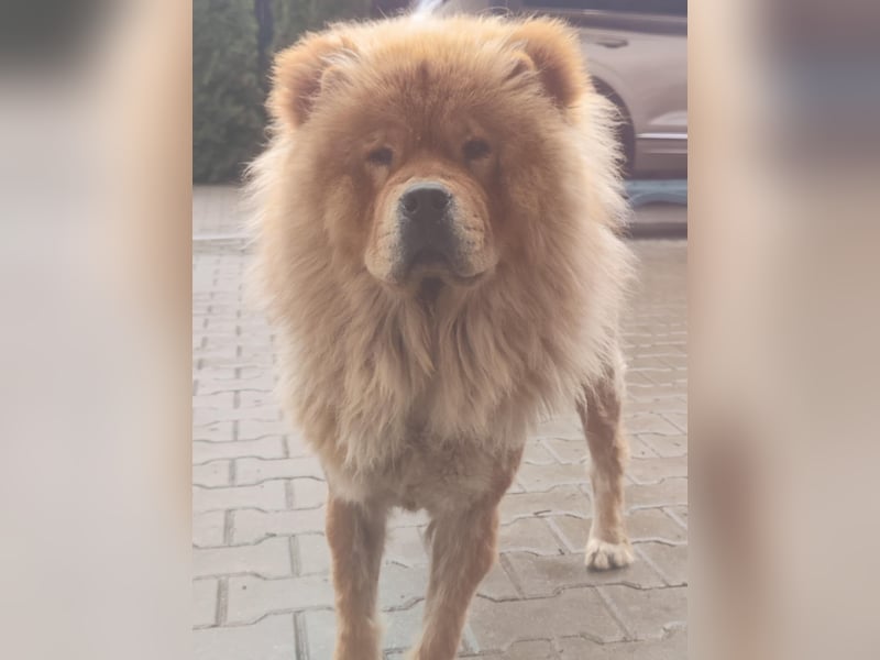 Bella - eine Schönheit sucht ihr Zuhause für immer