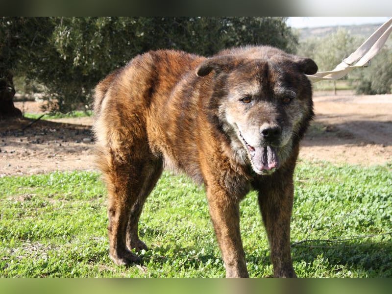 Seelenbub TOM-freundlich, dankbar,  sucht sehnsüchtig sein liebevolles Für-immer-Zuhause