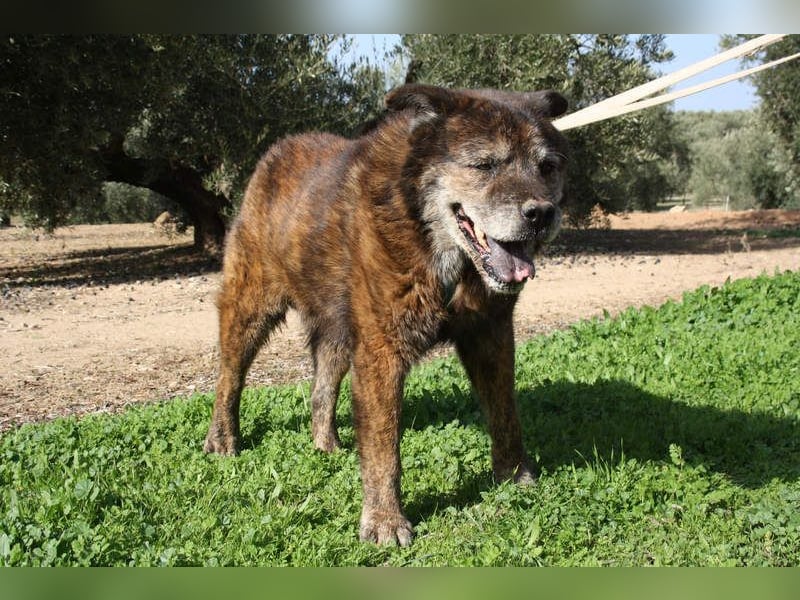 Seelenbub TOM-freundlich, dankbar,  sucht sehnsüchtig sein liebevolles Für-immer-Zuhause