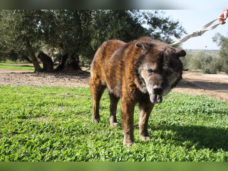 Seelenbub TOM-freundlich, dankbar,  sucht sehnsüchtig sein liebevolles Für-immer-Zuhause