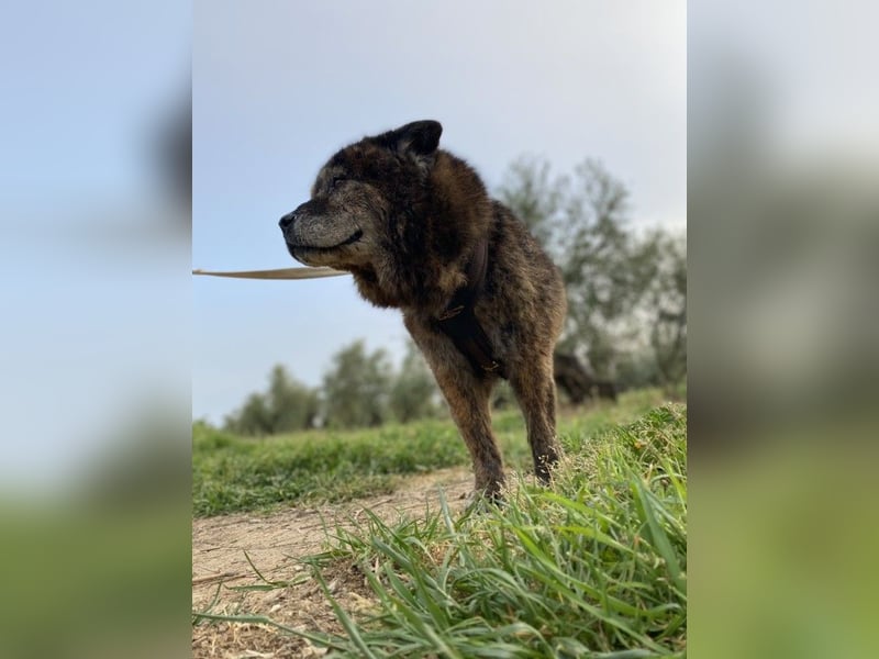 Seelenbub TOM-freundlich, dankbar,  sucht sehnsüchtig sein liebevolles Für-immer-Zuhause
