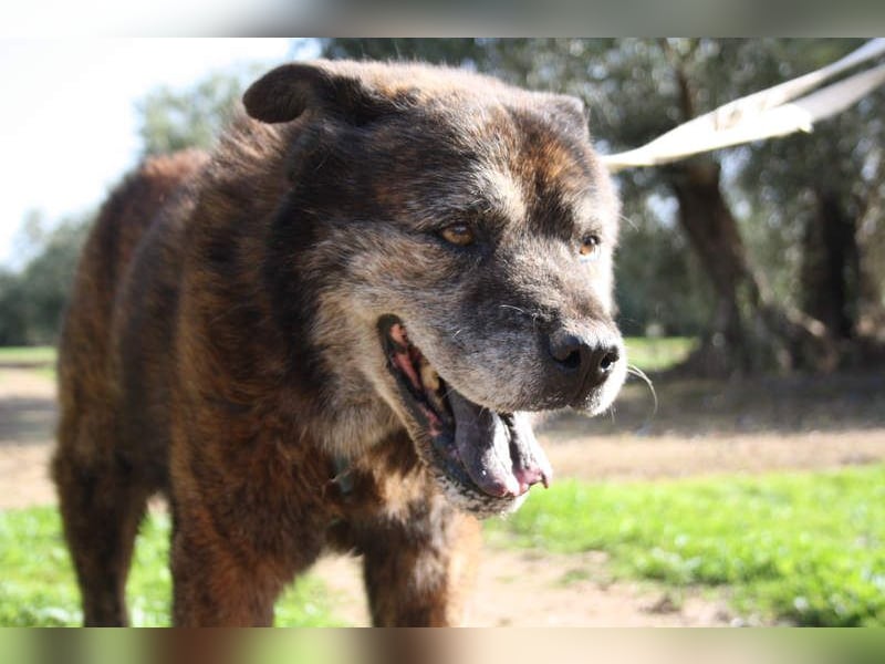 Seelenbub TOM-freundlich, dankbar,  sucht sehnsüchtig sein liebevolles Für-immer-Zuhause