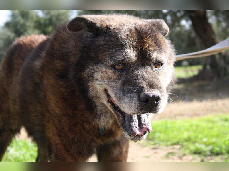 Seelenbub TOM-freundlich, dankbar,  sucht sehnsüchtig sein liebevolles Für-immer-Zuhause