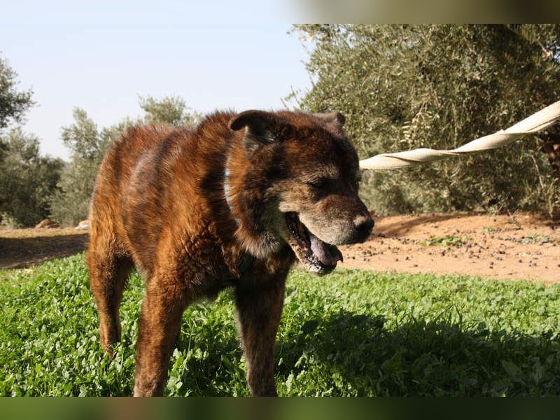 Seelenbub TOM-freundlich, dankbar,  sucht sehnsüchtig sein liebevolles Für-immer-Zuhause