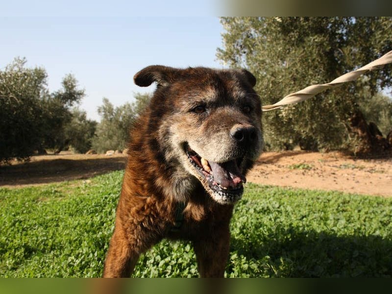 Seelenbub TOM-freundlich, dankbar,  sucht sehnsüchtig sein liebevolles Für-immer-Zuhause