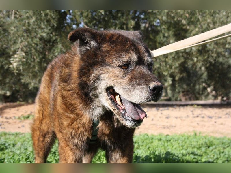 Seelenbub TOM-freundlich, dankbar,  sucht sehnsüchtig sein liebevolles Für-immer-Zuhause