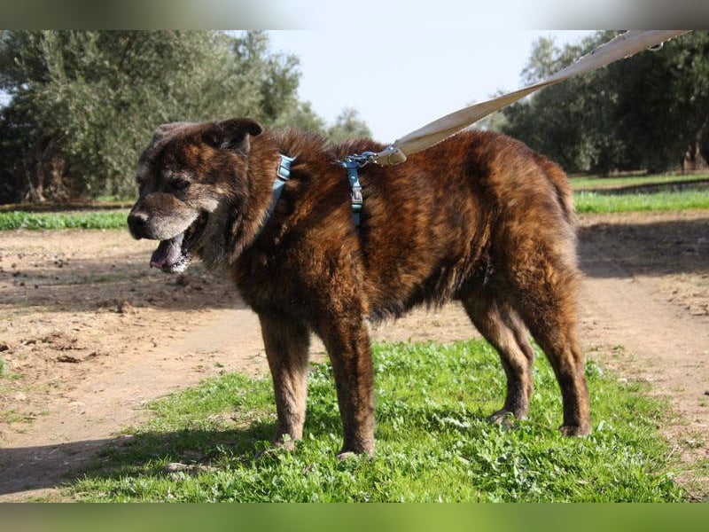 Seelenbub TOM-freundlich, dankbar,  sucht sehnsüchtig sein liebevolles Für-immer-Zuhause