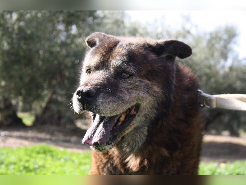 Seelenbub TOM-freundlich, dankbar,  sucht sehnsüchtig sein liebevolles Für-immer-Zuhause