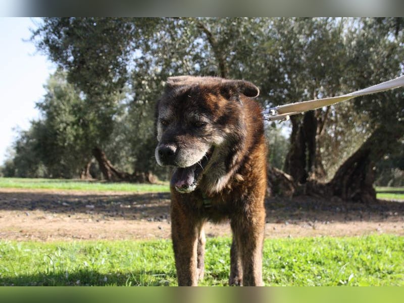 Seelenbub TOM-freundlich, dankbar,  sucht sehnsüchtig sein liebevolles Für-immer-Zuhause